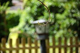 花園,科,夏季