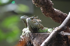 伊瓜納,蜥蜴,動物園