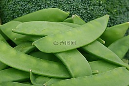 食欲,豆類,西蘭花