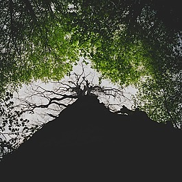 樹,枝杈,樹干