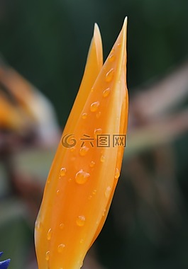 黃色,粉紅色,花卉
