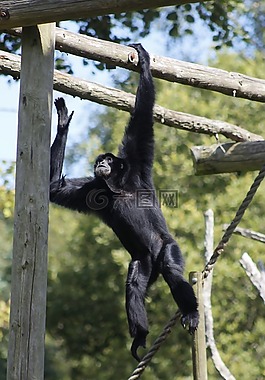 猴子,動物園,動物