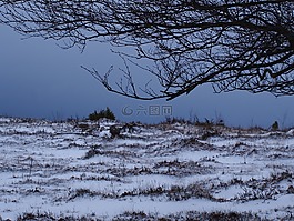 雪,冬天,大自然