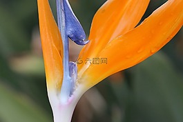 黃色,粉紅色,花卉