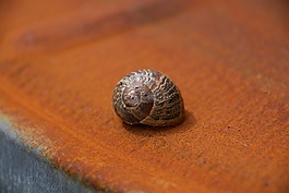 蝸牛,銹,外殼