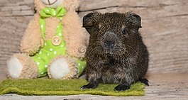 豚鼠,光滑的頭發(fā),lemonagouti