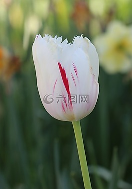 郁金香,白,粉紅色