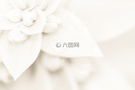 光,婚禮,百合
