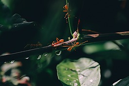 自然,無脊椎動物,葉子