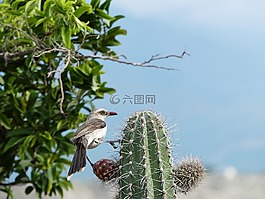 鳥,仙人掌,沙漠tacacoa