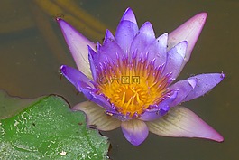 睡蓮,水生植物,紫