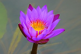 睡蓮,水生植物,性質