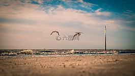 海鷗,海灘,北海