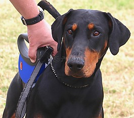 杜伯文犬,狗,动物
