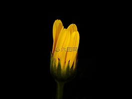 花,黃色,特寫(xiě)