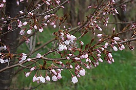櫻花,日本櫻花,木材