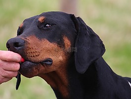 狗,杜伯文犬,头