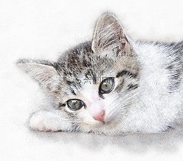 猫,动物,毛茸茸