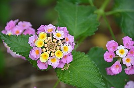 開花,雨滴,花