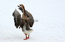 鹅,höcker 鹅,春天