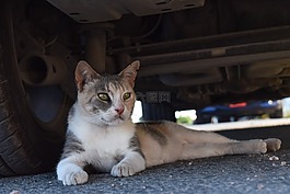 貓,迷路,動物