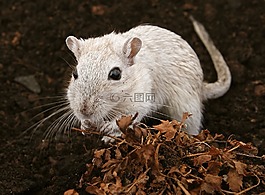 動物,有吸引力,美麗