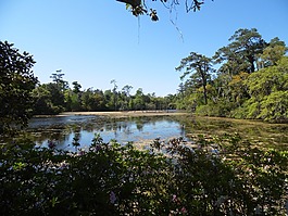 阿莉花園,池,水