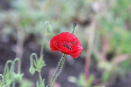 紅罌粟,馬克,紅花