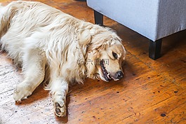金毛犬,狗,哺乳動物