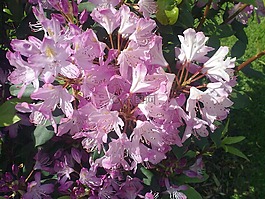杜鵑,粉紅色,青春的