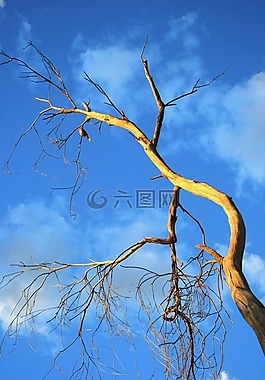 樹,老,死亡