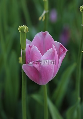 郁金香,白,粉紅色