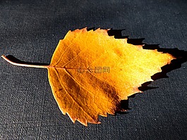 假期,秋季,賽季