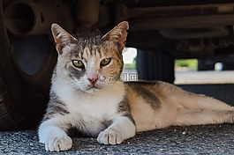 貓,迷路,動物