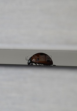 裂紋,瓢蟲,甲蟲