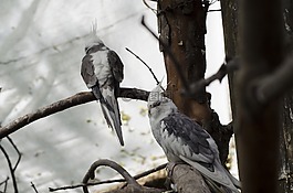 動物攝影,動物,鳥