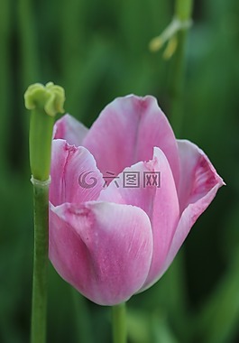 郁金香,白,粉紅色