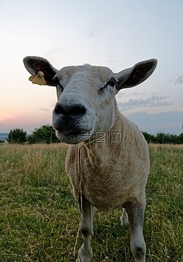 羊,草地,動物