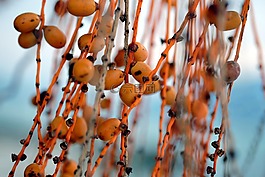 水果,鳳凰城,顏色