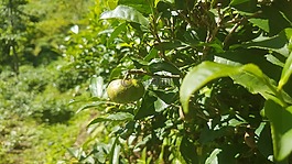 茶,芽,rize