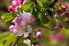蘋果花,蘋果樹,芽