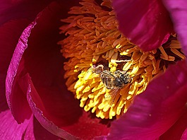 花,自然,花瓣