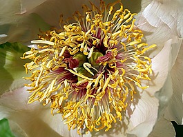 花,自然,植物區(qū)系