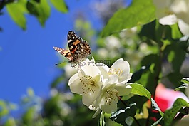 花,蝴蝶,花園