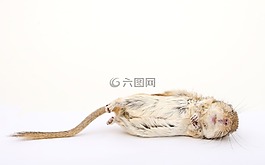 动物,有吸引力,美丽