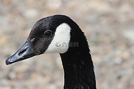 鳥,動物世界,性質