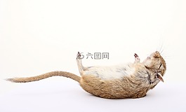 動物,有吸引力,美麗