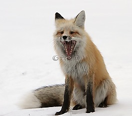 紅狐,野生動物,雪