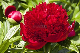 牡丹,花,性質(zhì)