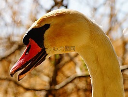 野生鳥類,動(dòng)物,嘴